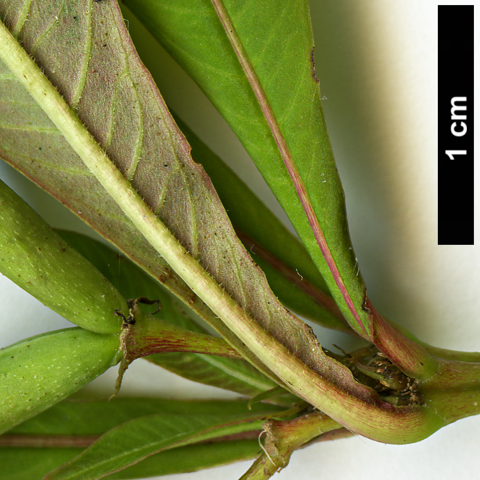 High resolution image: Family: Apocynaceae - Genus: Alstonia - Taxon: yunnanensis